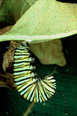 Monarch caterpillar metamorphosis