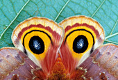 Io moth eye spots