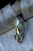 Butterfly chrysalis