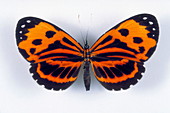 Nemeobiid butterfly