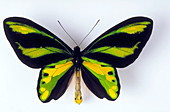 Birdwing butterfly