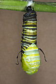 Monarch butterfly caterpillar