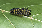 Early instar Cecropia moth caterpillar