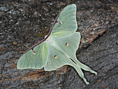 Male Luna moth