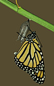 Monarch Butterfly emerging from chrysalis