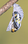 Malachite Butterfly emerging: 2 of 6