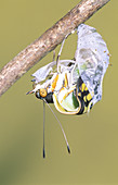 Malachite Butterfly emerging: 4 of 6