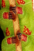 Feet of Io caterpillar