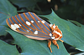 Royal Walnut or Regal Moth