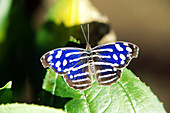Nymphalid butterfly,Costa Rica