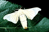 Silk Moth (Bombyx mori)