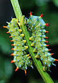 Ceanothus Moth Caterpillars