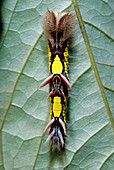 Morpho Butterfly Larva
