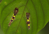 Butterfly Caterpillars