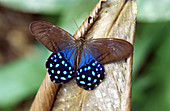 Satyrid Butterfly