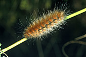 Acraea Moth Caterpillar