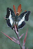 Charaxes Butterfly