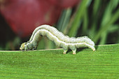Cabbage Looper Moth larva (Tricoplusia ni)