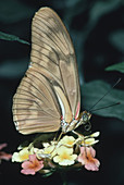 Julia Butterfly (Dryas julia)