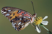 Gulf Fritillary Butterfly (Agraulis vanillae)
