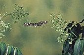 Common Crow Butterfly (Euploea core)