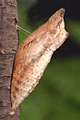 Swallowtail Chrysalis