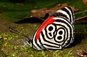 '88 Butterfly,Brazil'