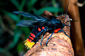 Tropical tiger moth