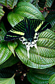 Diurnal swallowtail moth