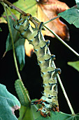Royal Walnut Caterpillar