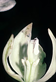 Yucca Moth (Tegeticula yuccasella)