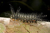 Saturniid Moth Caterpillar