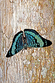 Panacea Prola Butterfly