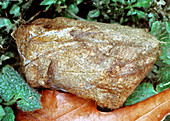 Polyphemus Moth Cocoon