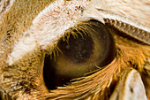 Compound eye of a moth (Xylophanes sp.)