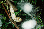 Silk Moths Pupating