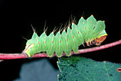 Polyphemus Moth Caterpillar