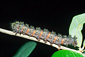 Buck Moth Caterpillar