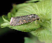 Lesser armyworm moth