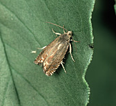 Adult male pea moth