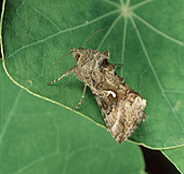 Silver Y moth