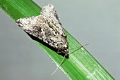 Cabbage Looper Moth
