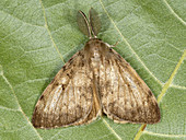 Gypsy moth male