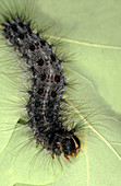 Gypsy moth caterpillar