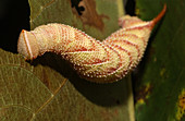 Walnut Sphinx Caterpillar