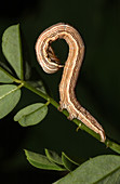 Clover Looper Caterpillar