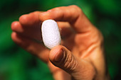 Silk Worm Cocoon