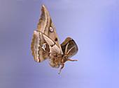 Polyphemus Moth in flight