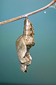 Chrysalis of Gulf Fritillary (Agraulis vanillae)