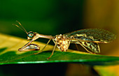 Mantidfly (family: Mantispidae) on a leaf
